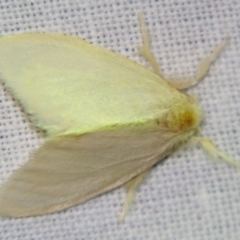 Lymantriinae (Subfamily) (A Tussock Moth) at Sheldon, QLD - 10 Aug 2007 by PJH123