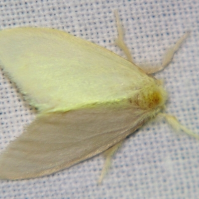 Lymantriinae (Subfamily) (A Tussock Moth) at Sheldon, QLD - 10 Aug 2007 by PJH123