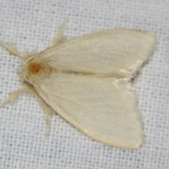 Lymantriinae (subfamily) at Sheldon, QLD - 10 Aug 2007