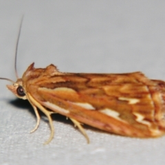 Meyrickella torquesauria (An Eribid Moth) at Sheldon, QLD - 10 Aug 2007 by PJH123