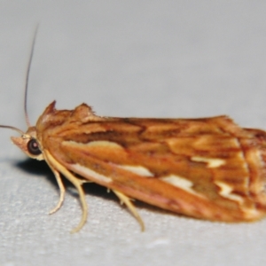 Meyrickella torquesauria at Sheldon, QLD - suppressed