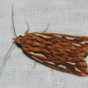 Meyrickella torquesauria at Sheldon, QLD - suppressed