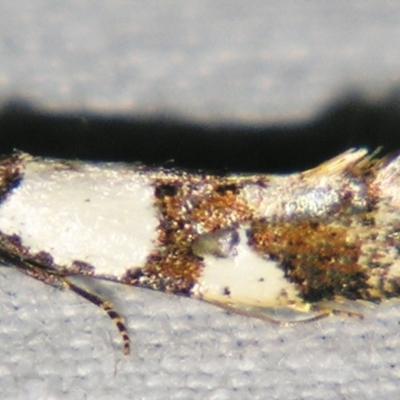 Monopis meliorella (Blotched Monopis Moth) at Sheldon, QLD - 10 Aug 2007 by PJH123