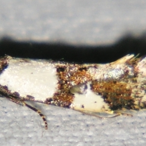 Monopis meliorella (Blotched Monopis Moth) at suppressed by PJH123