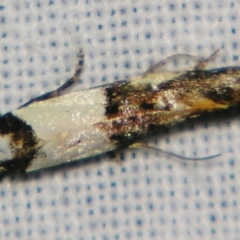 Monopis meliorella at Sheldon, QLD - suppressed