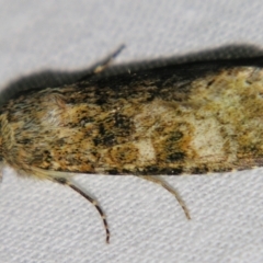Heliothis punctifera (Lesser Budworm) at Sheldon, QLD - 10 Aug 2007 by PJH123