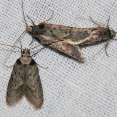Philobota (genus) (Unidentified Philobota genus moths) at Sheldon, QLD - 10 Aug 2007 by PJH123