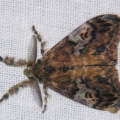 Orgyia australis (Painted Pine Moth) at Sheldon, QLD - 10 Aug 2007 by PJH123