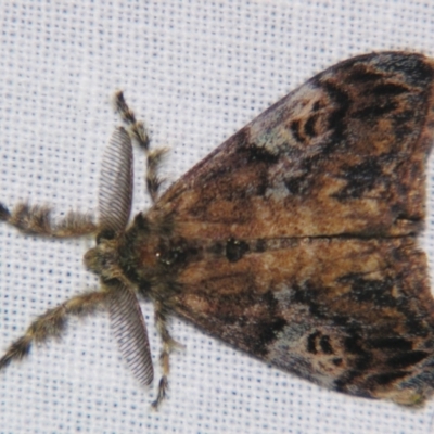 Orgyia australis (Painted Pine Moth) at Sheldon, QLD - 10 Aug 2007 by PJH123