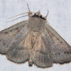 Pantydia sparsa (Noctuid Moth) at Sheldon, QLD - 10 Aug 2007 by PJH123