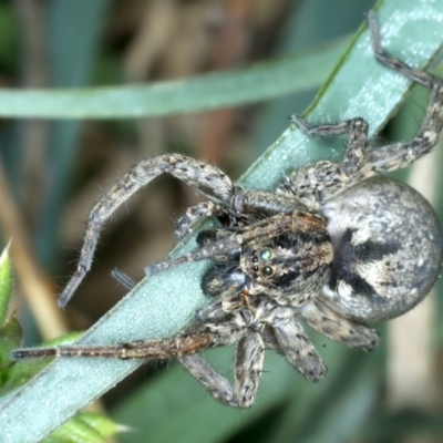 Venatrix sp. (genus) at Ainslie, ACT - 13 Sep 2023 by jb2602