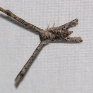 Phazaca interrupta (Plain Roll-moth) at suppressed by PJH123