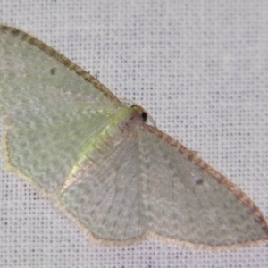 Poecilasthena pulchraria at Sheldon, QLD - 10 Aug 2007