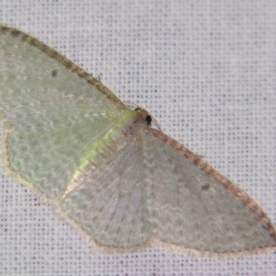Poecilasthena pulchraria (Australian Cranberry Moth) at Sheldon, QLD - 10 Aug 2007 by PJH123