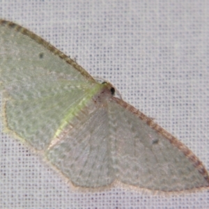 Poecilasthena pulchraria (Australian Cranberry Moth) at suppressed by PJH123