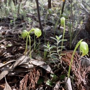 Pterostylis nutans at Beechworth, VIC - suppressed