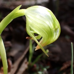 Pterostylis nutans at Beechworth, VIC - 1 Sep 2023