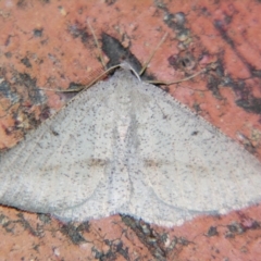 Nearcha benecristata (Oenochrominae) at Sheldon, QLD - 10 Aug 2007 by PJH123