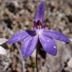 Cyanicula caerulea (Blue Fingers, Blue Fairies) at Beechworth, VIC - 1 Sep 2023 by AnneG1