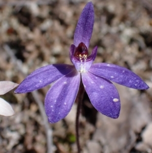 Cyanicula caerulea at Beechworth, VIC - 1 Sep 2023