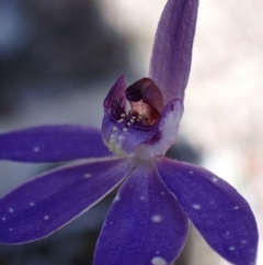 Cyanicula caerulea at Beechworth, VIC - 1 Sep 2023