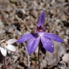 Cyanicula caerulea at Beechworth, VIC - suppressed