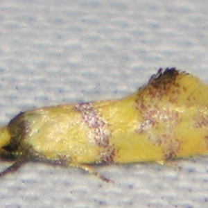 Psaroxantha (genus) at Sheldon, QLD - suppressed