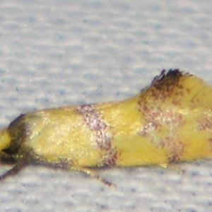 Psaroxantha (genus) at suppressed - 10 Aug 2007