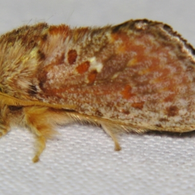 Pseudanapaea (genus) (A cup moth) at Sheldon, QLD - 10 Aug 2007 by PJH123