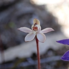 Caladenia fuscata (Dusky Fingers) at Beechworth, VIC - 1 Sep 2023 by AnneG1