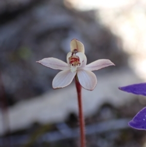 Caladenia fuscata at Beechworth, VIC - 1 Sep 2023