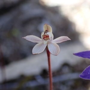 Caladenia fuscata at Beechworth, VIC - suppressed