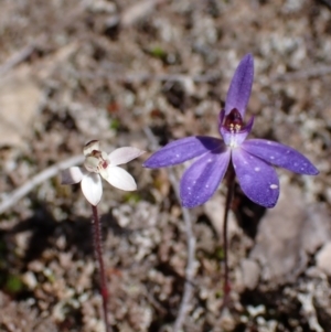 Caladenia fuscata at Beechworth, VIC - suppressed