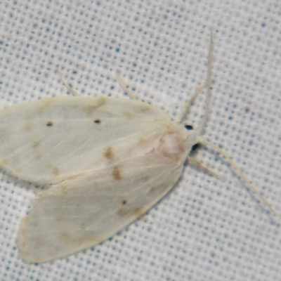 Schistophleps albida (A Tiger moth (Lithosiini) at Sheldon, QLD - 10 Aug 2007 by PJH123