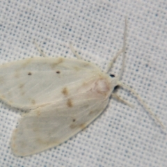 Schistophleps albida (A Tiger moth (Lithosiini)) at Sheldon, QLD - 10 Aug 2007 by PJH123