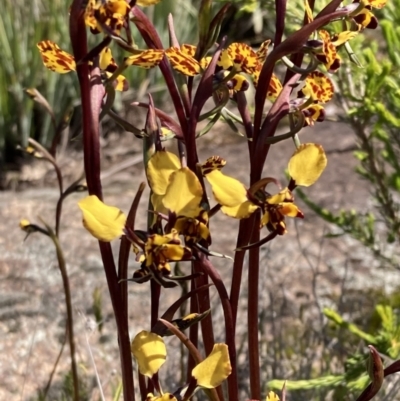 Diuris pardina (Leopard Doubletail) at Beechworth, VIC - 1 Sep 2023 by AnneG1