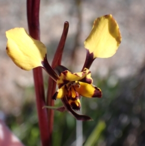 Diuris pardina at Beechworth, VIC - 1 Sep 2023