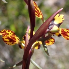 Diuris pardina at Beechworth, VIC - 1 Sep 2023