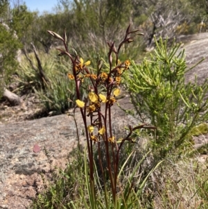 Diuris pardina at Beechworth, VIC - 1 Sep 2023