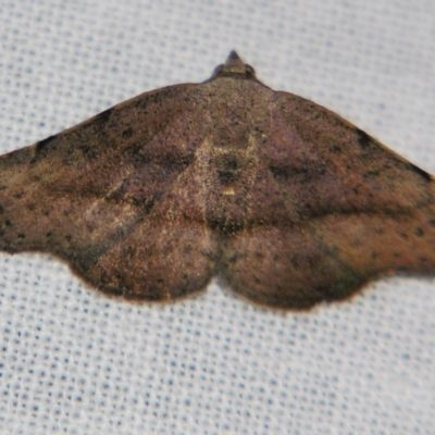 Sophta concavata (Varied Hookwing) at Sheldon, QLD - 10 Aug 2007 by PJH123