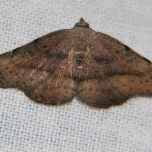 Sophta concavata (Varied Hookwing) at suppressed by PJH123