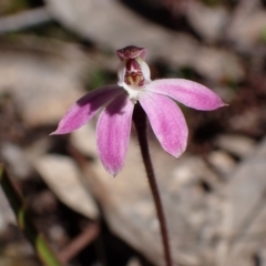 Caladenia fuscata (Dusky Fingers) at Beechworth Historic Park - 1 Sep 2023 by AnneG1