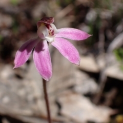 Caladenia fuscata at Beechworth, VIC - suppressed