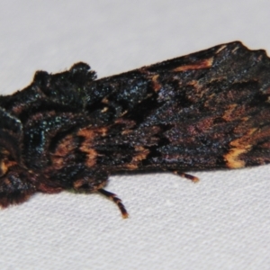 Sorama bicolor (Two-coloured Notodontid) at suppressed by PJH123