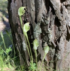 Pterostylis curta (Blunt Greenhood) at Beechworth Historic Park - 1 Sep 2023 by AnneG1
