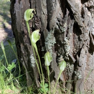 Pterostylis curta at Beechworth, VIC - suppressed