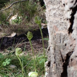 Pterostylis curta at Beechworth, VIC - 1 Sep 2023