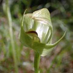 Pterostylis curta at Beechworth, VIC - suppressed