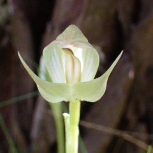 Pterostylis curta at Beechworth, VIC - suppressed