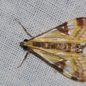 Talanga tolumnialis at Sheldon, QLD - 10 Aug 2007